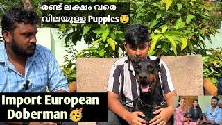 നല്ല കാവൽ നായകൾ | EUROPEAN DOBERMAN IN KERALA | doberman kerala | doberman dog malayalam