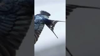 Fast#About #bird #Ababeel#short #video#please#subscribe me