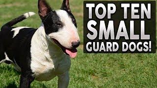 Top 10 SMALL Guard Dog Breeds!