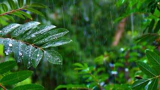 Rainforest Rain Sounds for Sleeping or Studying ️ White Noise Rainstorm 10 Hours