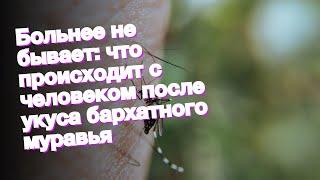 Больнее не бывает: что происходит с человеком после укуса бархатного муравья