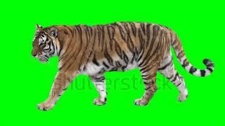 Green screen Walking tiger video for making amazing videos in Kinemaster