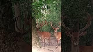 A kicsi és a nagy. #gemencipillanatok #deer #wildlife_of_gemenc #deerlife #antlers