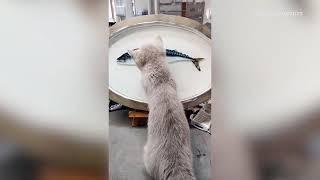 Confused kitten tries to eat the vivid 3D painting of a fish on a plate