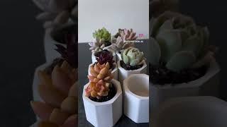 Succulent favours in concrete pots #succulent #succulentgifts #succulentaddict