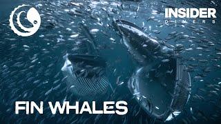 Fin Whale Encounter in Norway - First Time Ever Filmed Underwater