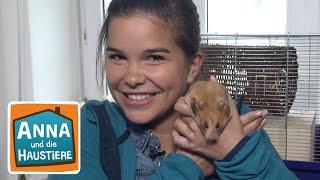 Hamster | Reportage für Kinder | Anna und die Haustiere