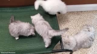 Persian Kittens Rumpling