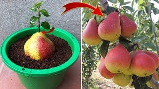 This FARMER is a GENIUS. Propagate plants from FRUIT and it's surprising | Relax Garden