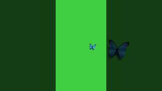 Hd butterfly no copyright green screen video//copyright free//youtube best video