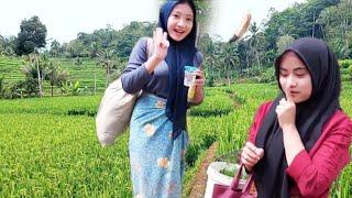 SUASANA PERJALANAN PULANG LEWAT PEMATANG SAWAH BARENG GADIS DESA