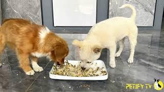 Puppies Food Review Videos  Petify TV Dogs Series 20  Petify TV puppies food review 2024