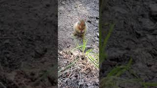 Ground Squirrel/Food Scavenger