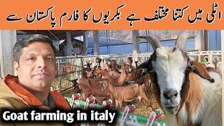 Goat  farming in italy | goat farm business work in italy  | @aziendaagricolasangregorio863