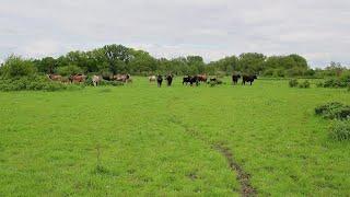 Klostermersch - Naturschutz durch extensive Beweidung