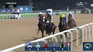 Noogool Нугул 2024 декабрь Дубай @RacingDubai @horseworldchannel #racingdubai #racing