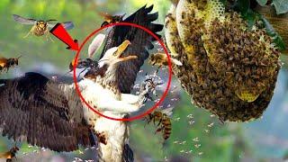 Gara-Gara Rusak Sarang Tawon! Burung Elang Diserang Tawon Paling Beracun Di Dunia! Elang Vs Tawon