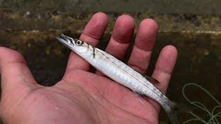 꼬치고기 바다 플라이낚시, 홍콩 Great Barracuda Sea Fly Fishing, HongKong