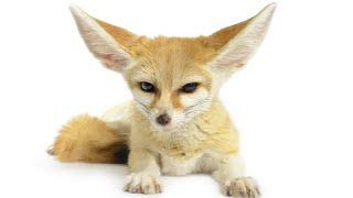 Fennec Fox at Home: Pros, Cons, Is It Worth Starting?