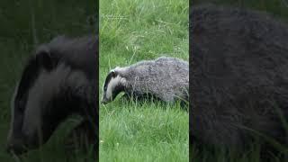 Watching badgers in the wild 