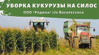 Уборка кукурузы на силос 2020г. ООО "Родина" Московская область, г/о Воскресенск