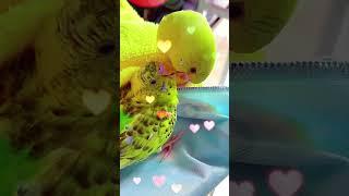 Adorable Parrots Grooming Each Other – A Heartwarming Friendship #shorts #parrot #birds