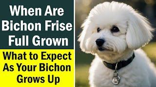 When Are Bichon Frise Full Grown? What to Expect As Your Bichon Grows Up