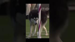 Border Collie vs Husky at agility drill