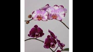 Phalaenopsis Magic Art!