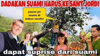 DADAKAN SUAMI HARUS KE ORANG TUANYA!!PANEN PIR MADU&TOMAT HIJAU DI KEBUN SENDIRI BUAT ISTRIKU SENANG