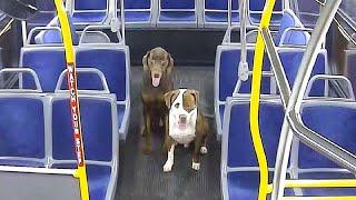 Busfahrer trifft auf 2 streunende Hunde und reagiert sofort...