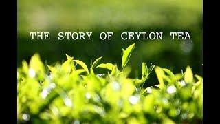 THE STORY OF CEYLON TEA - (MINERVA the documentary team production)