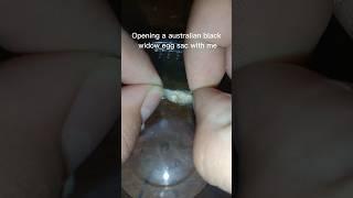 opening a venomous spider egg sac #shorts