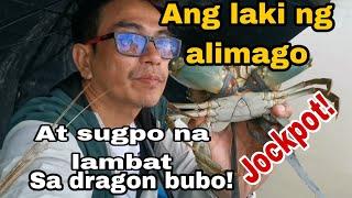 Ang laki ng alimango at sugpo na lambat sa dragon bubo jockpot!