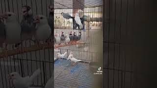 Java Birds #vlog #shorts #trending #birds #youtubeshorts #viralvideo