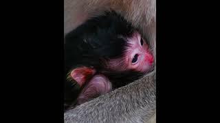 Lovable tiny baby macaque