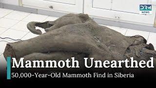 50,000-Year-Old Mammoth Found in Siberian Permafrost: A Stunning Ice Age Discovery | AO1I