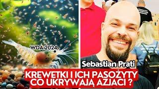 SEBASTIAN PRATI - NEOCARIDINA DAVIDI SHRIMP AND THEIR PARASITES IN CENTRAL EUROPEAN WATERS - LECTURE