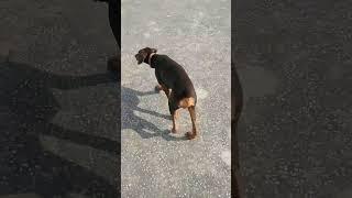 Dobo the Chimpanzee #youtube #shorts #viral #dachshund #dogs #funny