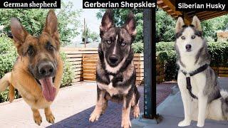 Want a Loyal Companion? Meet the Gerberian Shepsky Mix