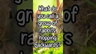  What do you call a group of rabbits, hopping backwards ? ￼