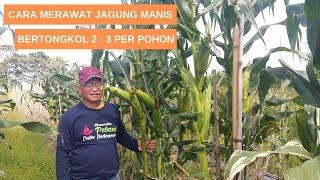 Jagung Manis Bertongkol  2 - 3  Per Pohon (cara budidaya)