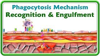 Phagocytosis Mechanism, Recognition and Engulfment (Animation) | Chediak Higashi Syndrome | USMLE