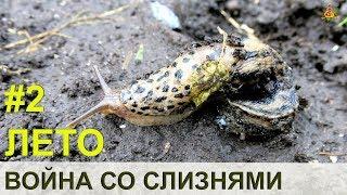 ВОЙНА СО СЛИЗНЯМИ #2 Лето / Как избавиться от слизней и улиток в огороде