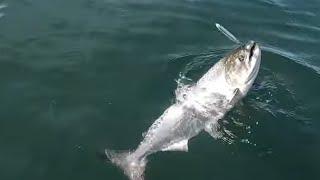 Jigging Darts, King Salmon Fishing in South Puget Sound.. #fishingwithfrye