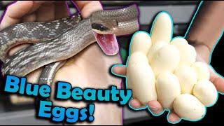 Our Blue Beauty Rat Snakes Laid Eggs!