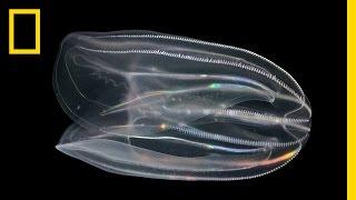 What are Comb Jellies and Why is Their Poop Important? | National Geographic