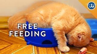 You're Feeding Your Cat All Wrong!