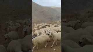 A kalite Kangal koyunu #kangalkoyunu #koyun #sheep
