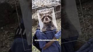 Encuentran Mapache en el Zoológico de la habana  #viral